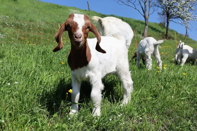 Ferienwohnung Bauernhof, Sächsische Schweiz „Adlerhof“