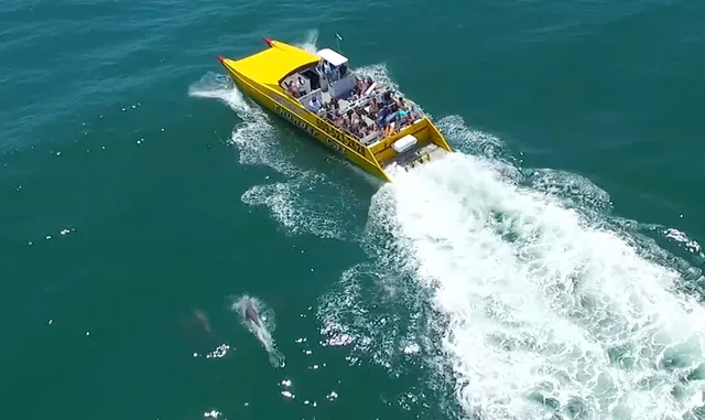 Thunder Cat Dolphin Watch & Speedboat Tours