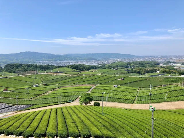 八女中央大茶園 Yame Central Tea Plantation