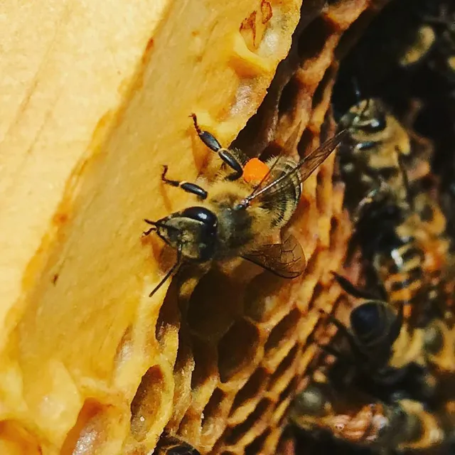 Southern Swarms Farm