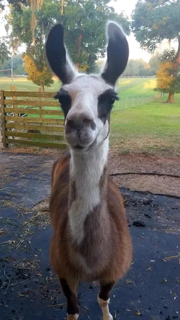 Sweet Blossom Alpacas