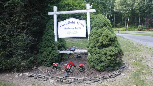 Litchfield Hills Blueberry Farm