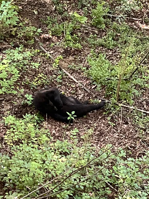 Poplar Ridge Log Cabin Rentals