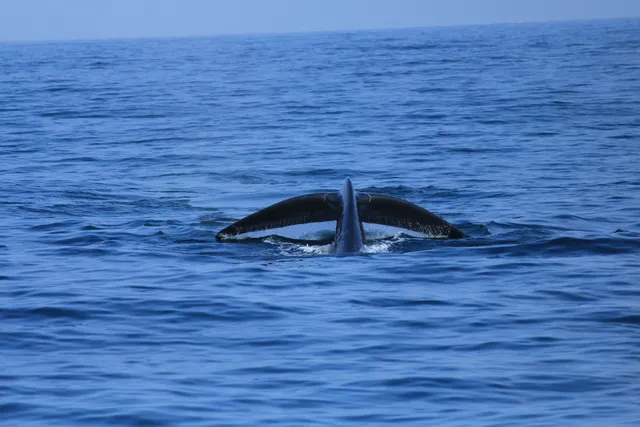 Mirissa Water Sports (Pvt) Ltd