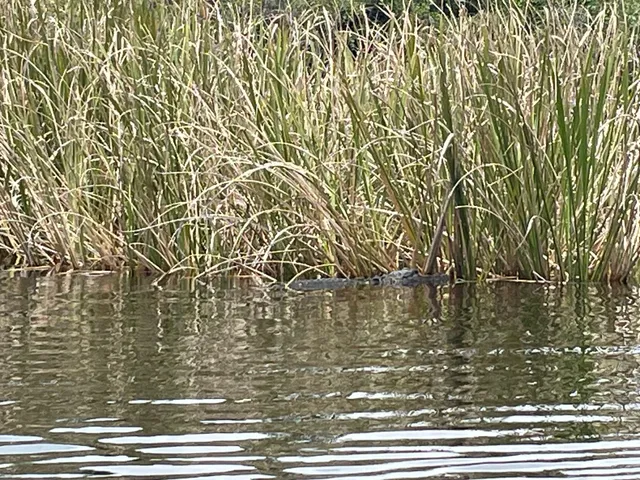 Everglades Adventure Tours