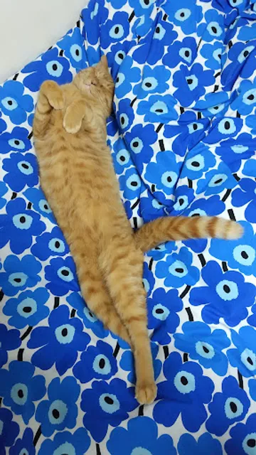 ニャンカフェ ぽてぽて