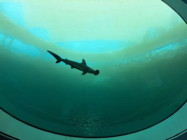 The Dive Aquarium at the Frost Museum