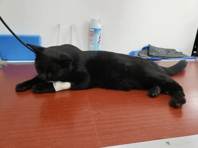 College Hills Animal Hospital