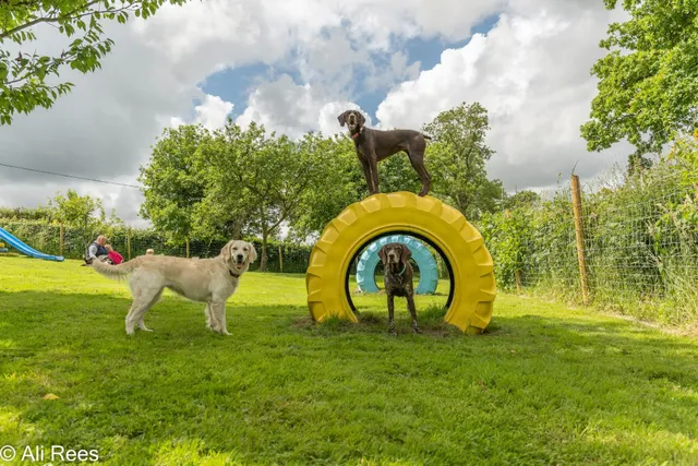 Valley Orchard Dog Park