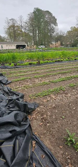 Fullness Organic Farm