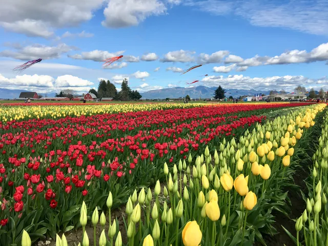 Skagit Valley