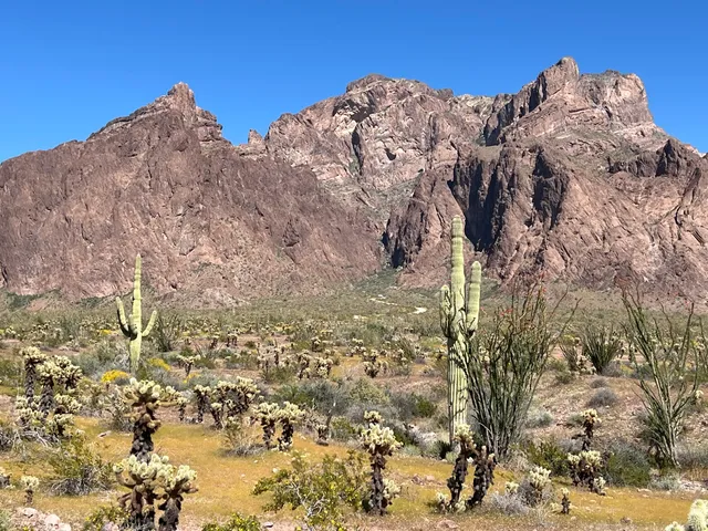 Palm Canyon, Kofa N.W.R.