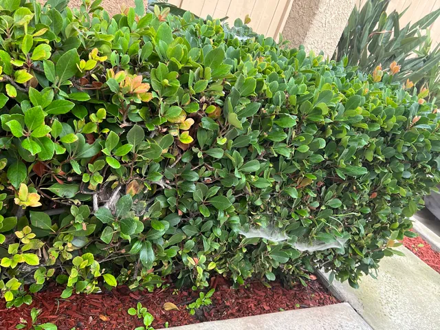 Cats USA Pest Control Inc