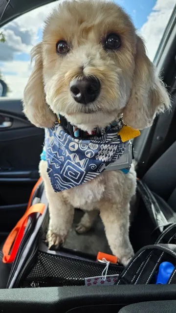 The Pet Hotel Fairfield