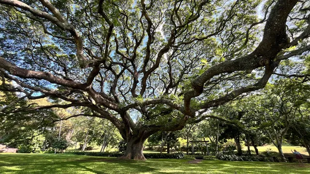 Moanalua Gardens Koi Pond