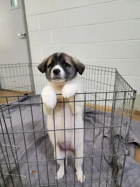 St. Charles County Pet Adoption Center