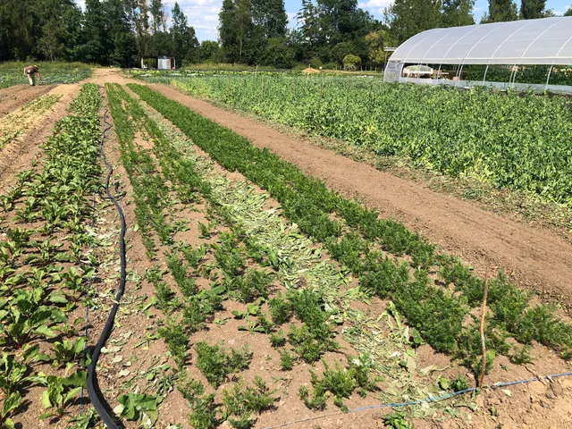 Les jardins du marais