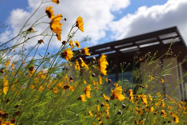 University of Houston at Katy