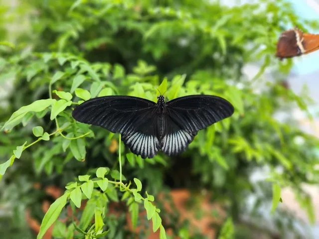 Butterfly House