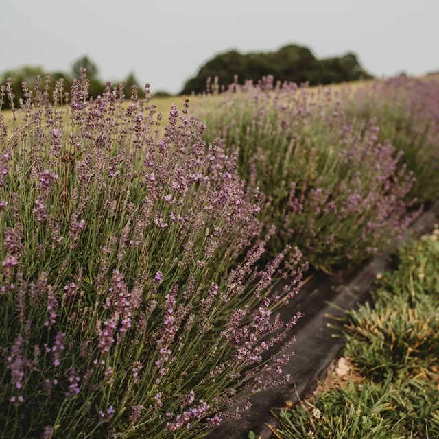 Lavender Rhapsody