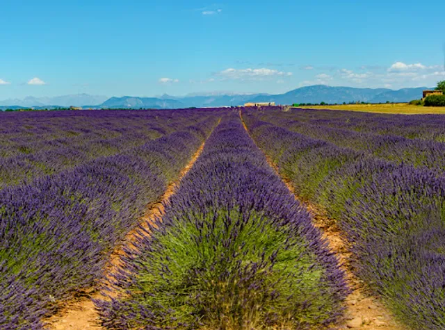 Route de la Lavande