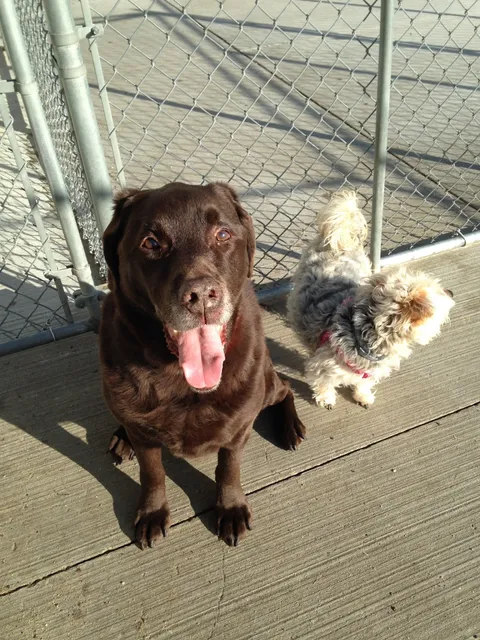 Comfort Kennel Pet Care