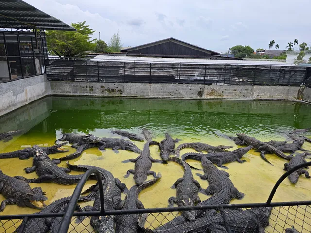 Crocodile Show Phuket And Mini Zoo