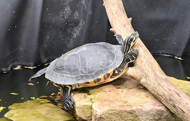 Farmer's Inn Animal Park