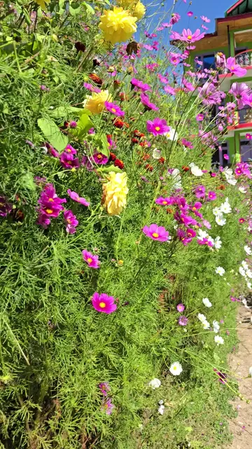 TiNY HOMESTAY SHIMLA