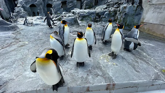 Asahiyama Zoo