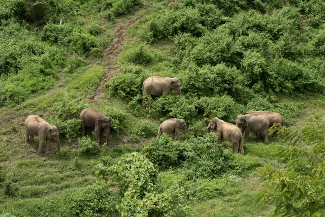 Elephant Conservation Center office, Luang Prabang