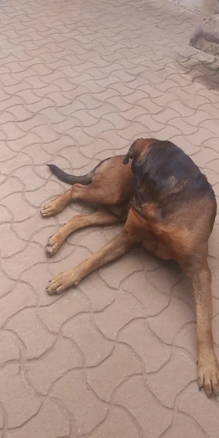 Spintex Beverly Hills