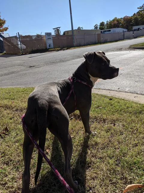 Spotsylvania Animal Shelter