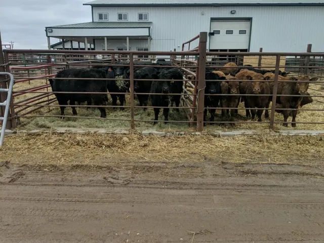 Rock Creek Livestock Market