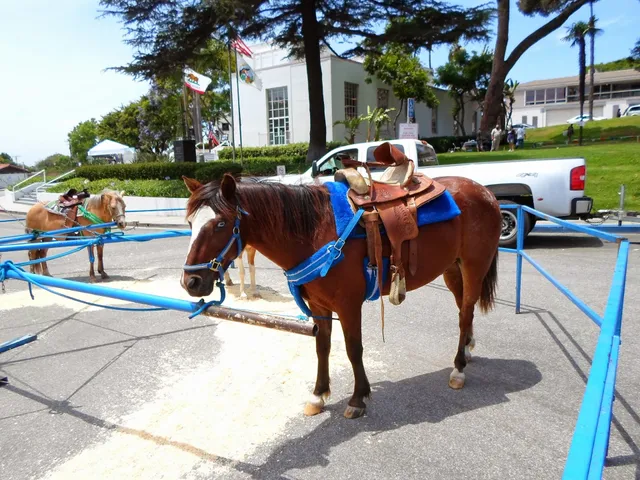 Becky's Pony Express (Pony Rides, Pony Party or Parties, and Mobile Petting Zoo)