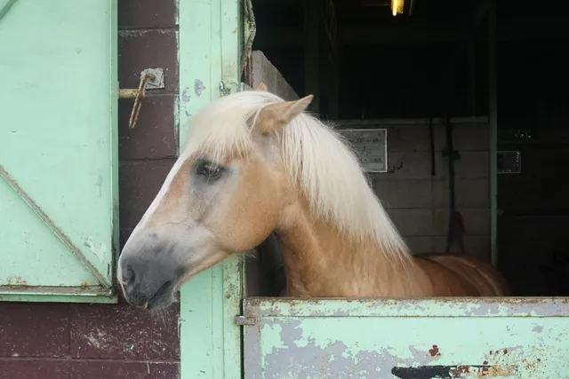馬舎（マザー牧場）