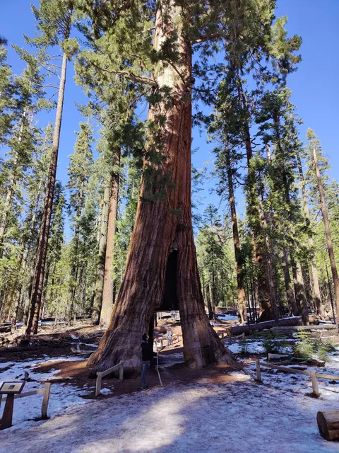 California Tunnel Tree