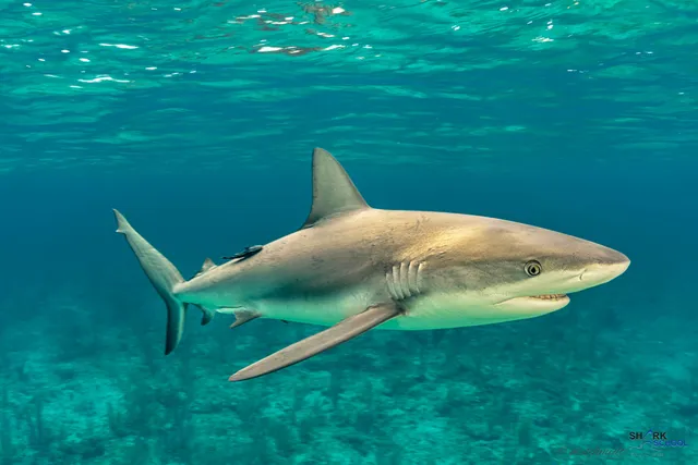 Ocean Fox Cotton Bay