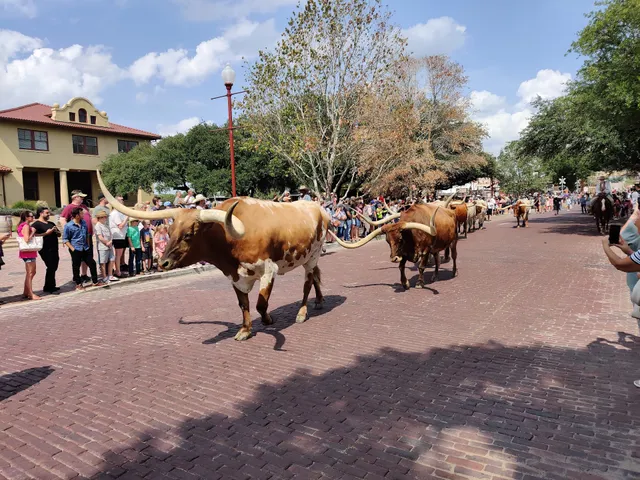 Beginning of Longhorn cattle herd