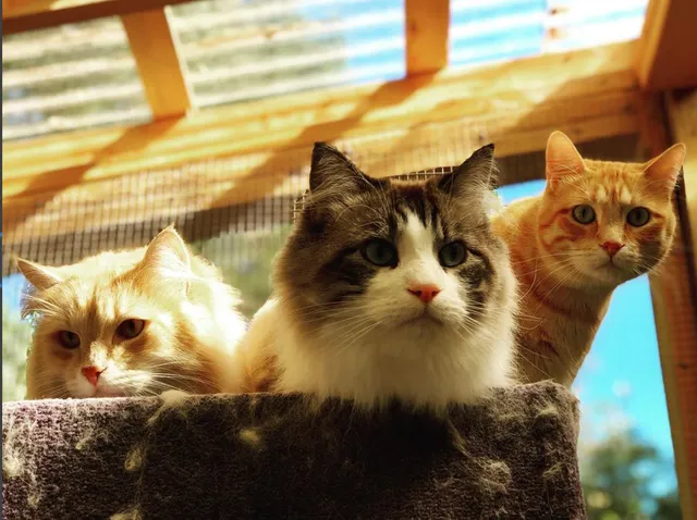 Bull City Pet Sitting