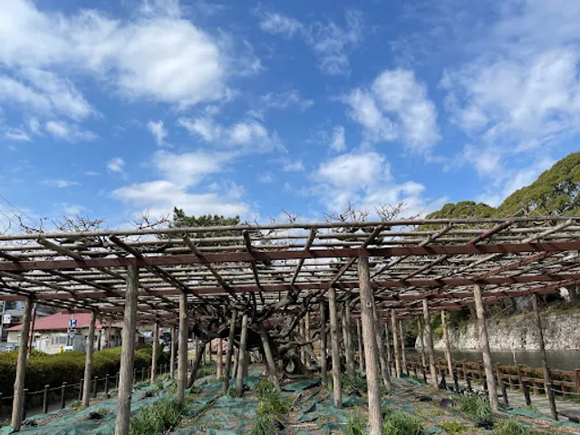 Wisteria Of Your Feeling