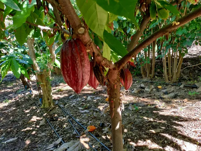 Maui Ku’ia Estate Cacao Farm