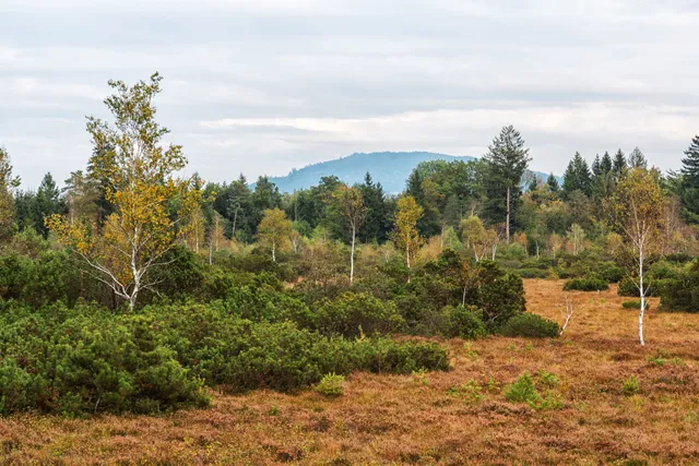 Aussichtsturm Wenger Moor