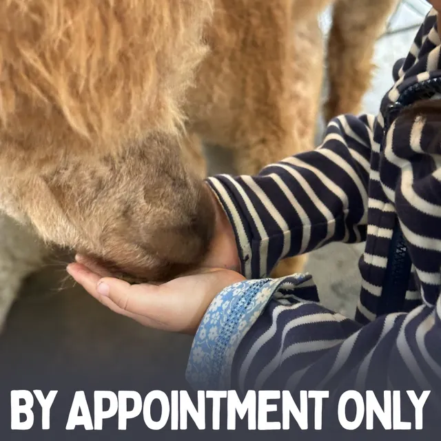 Shalimar Alpacas Farm