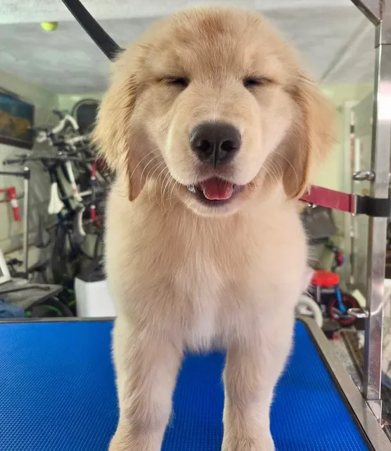 Petunia's Pet Parlor