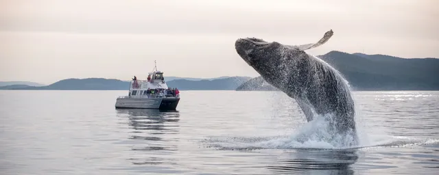 Outer Island Excursions Anacortes - Whale Watching Tours & Fishing Charters