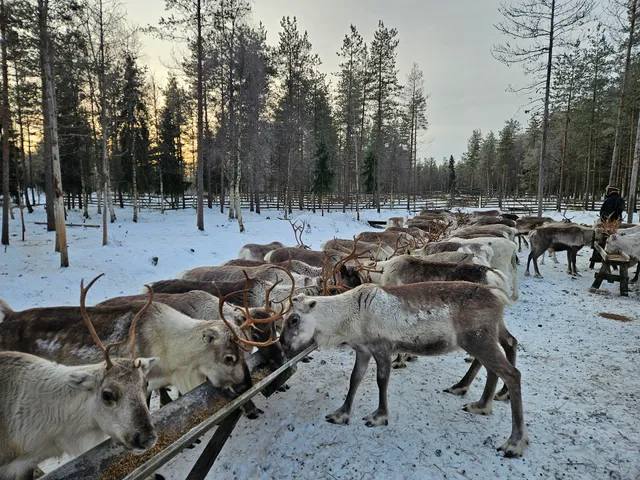 Vaara's Reindeer Farm