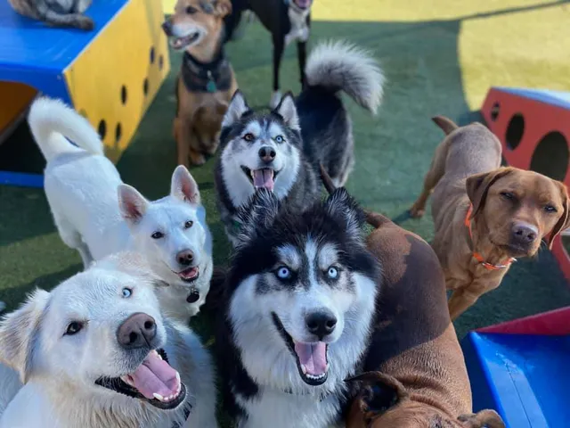 The Ranch Pet Resort & Spa