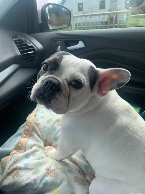 Tahoma Veterinary Hospital