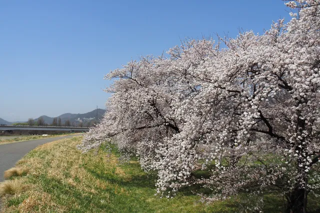 Saigawa Kasenjiki Park